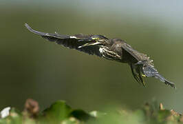 Striated Heron