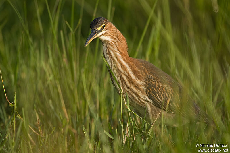 Green Heron, Behaviour