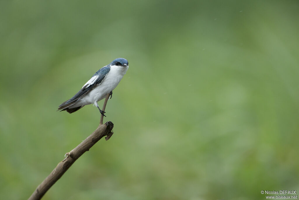 Hirondelle à ailes blanches