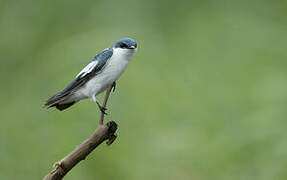 White-winged Swallow