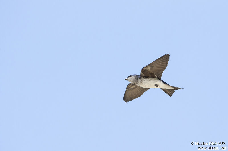 Grey-breasted Martin, Flight