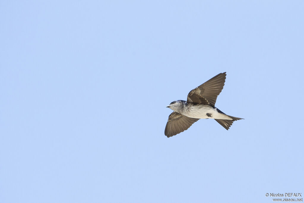 Grey-breasted Martin, Flight