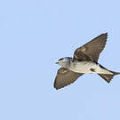 Hirondelle chalybée