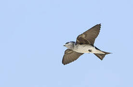 Grey-breasted Martin