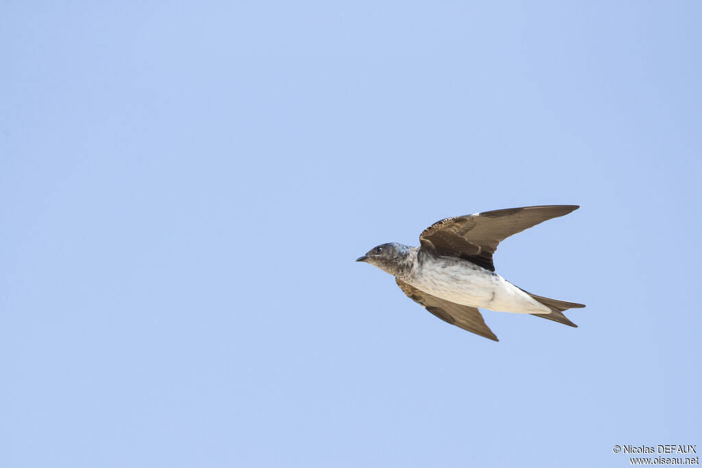 Grey-breasted Martin, Flight