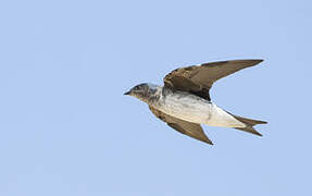 Grey-breasted Martin