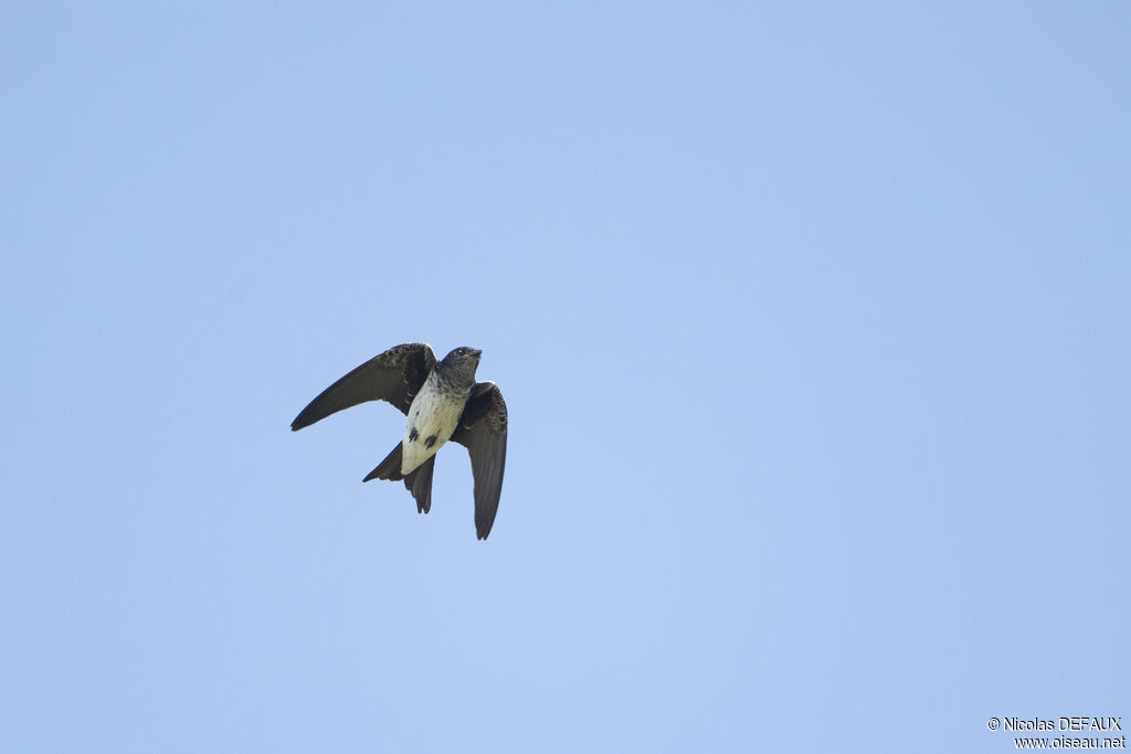 Grey-breasted Martin, Flight