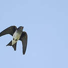 Hirondelle chalybée