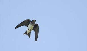 Grey-breasted Martin