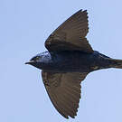 Hirondelle gracieuse