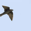 Hirondelle gracieuse