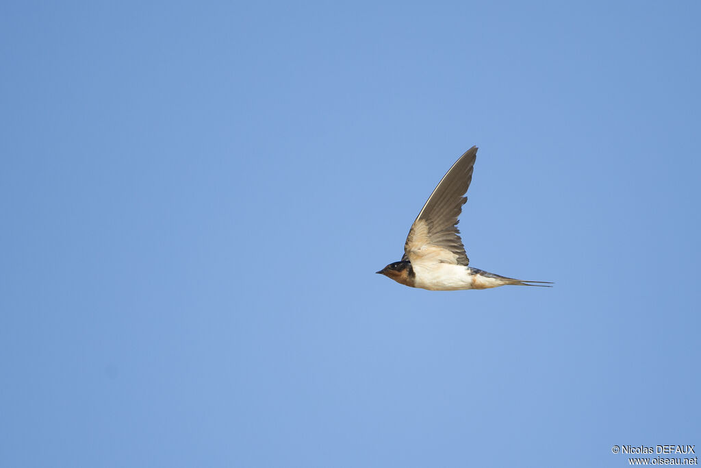 Barn Swallow, Flight