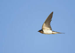 Barn Swallow