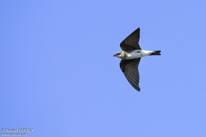 Brown-chested Martin, Flight