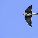Hirondelle tapère