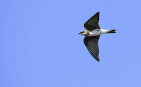 Brown-chested Martin