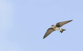 Brown-chested Martin