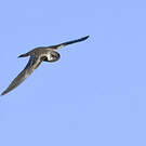Hirondelle tapère
