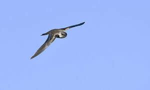 Brown-chested Martin