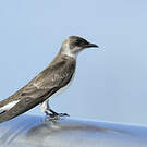 Hirondelle tapère