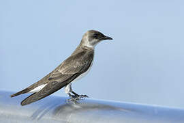 Brown-chested Martin