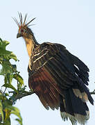 Hoatzin