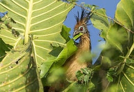 Hoatzin