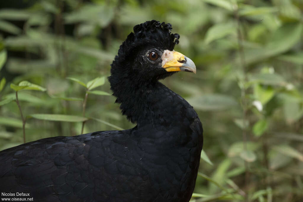 Black Curassow male adult, close-up portrait