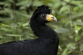 Black Curassow