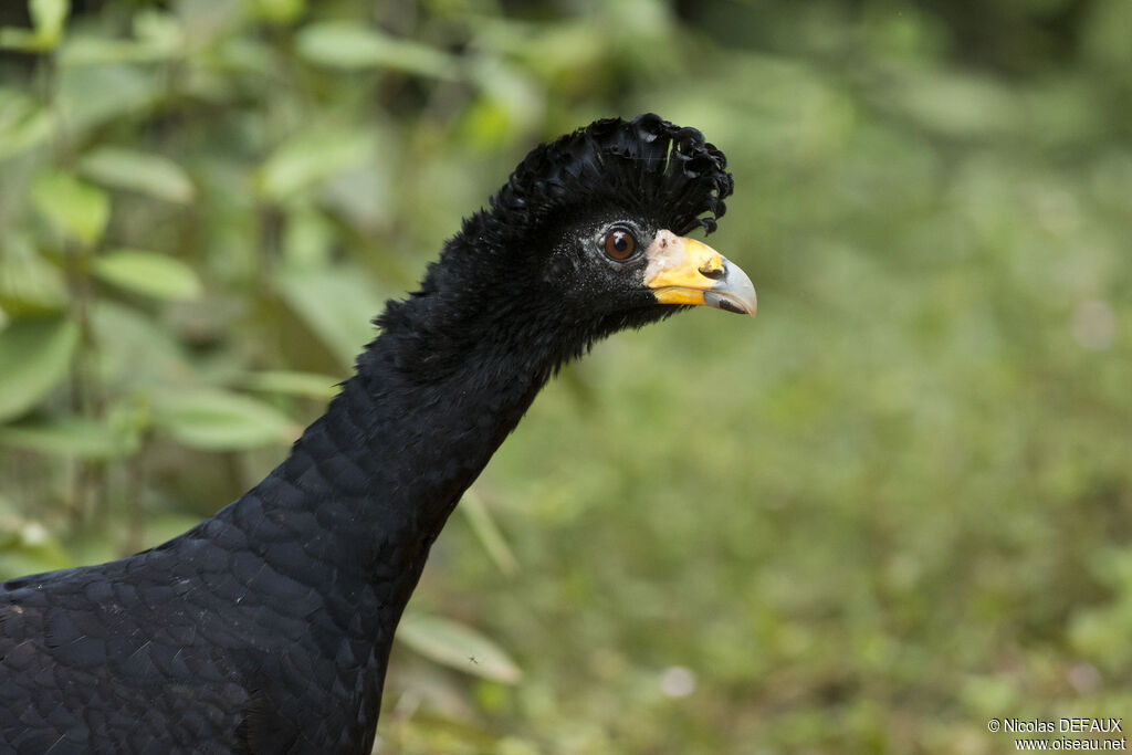 Black Curassowadult