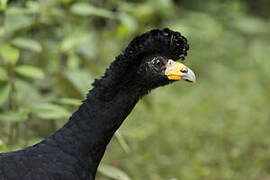 Black Curassow