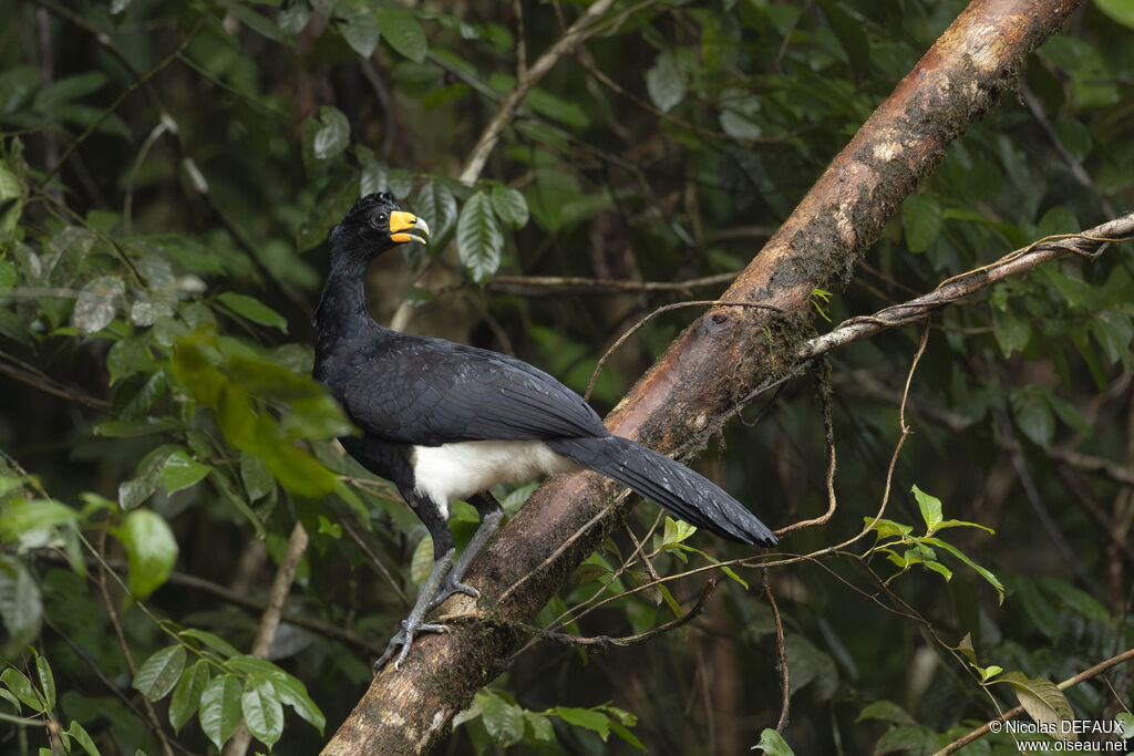 Hocco alectoradulte, identification
