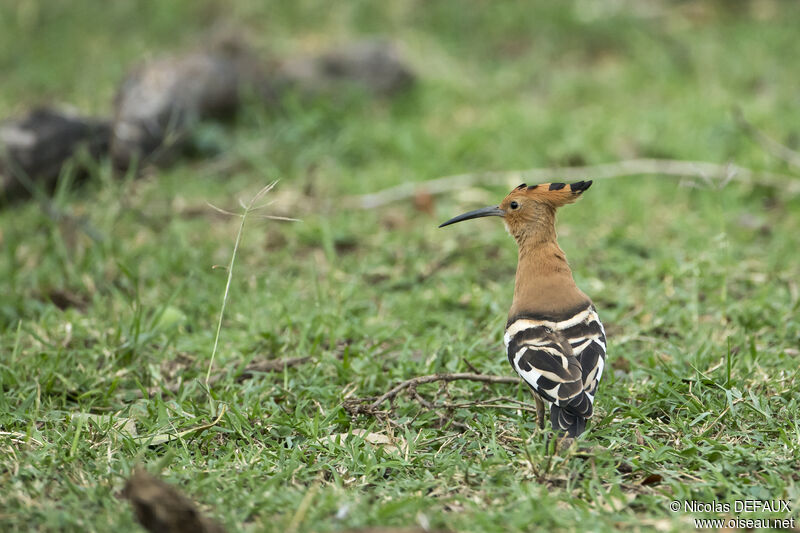 African Hoopoe, close-up portrait