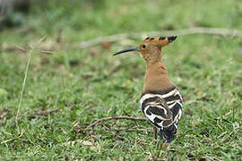 African Hoopoe