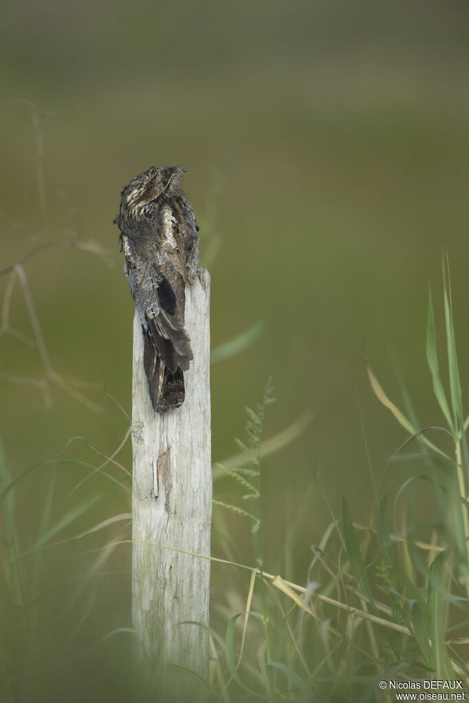 Common Potoo