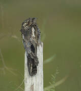 Common Potoo