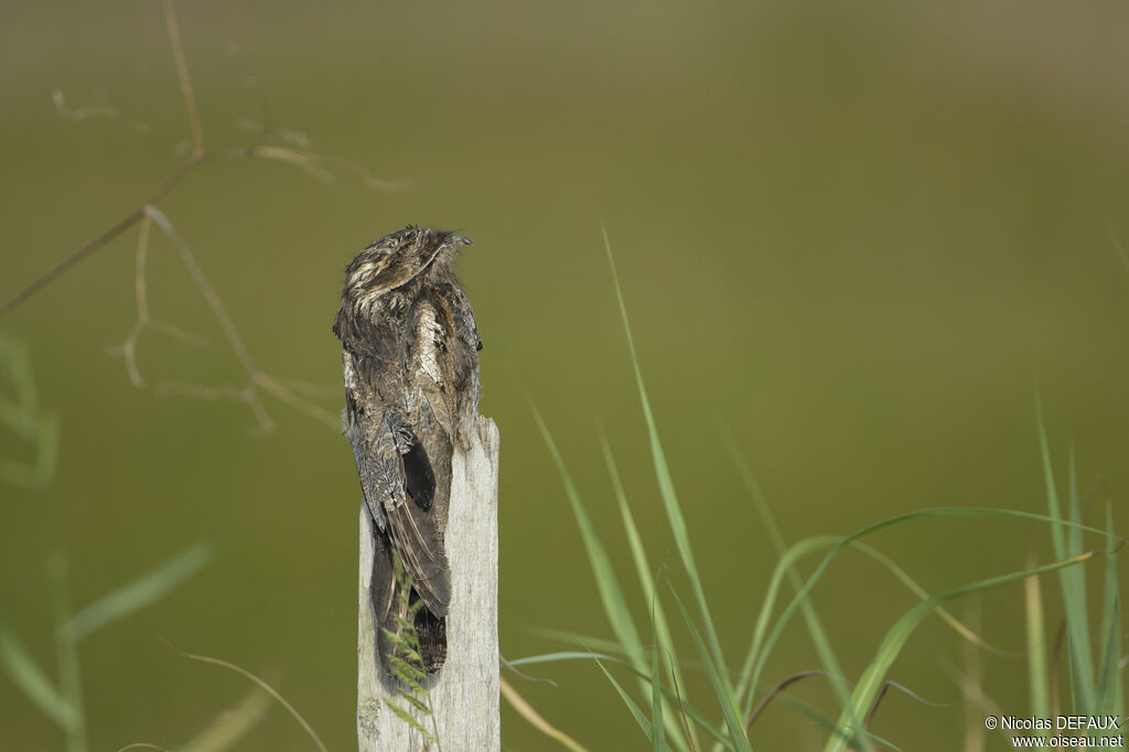 Common Potoo