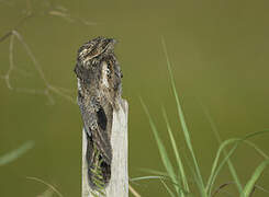 Common Potoo