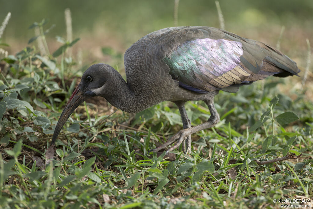 Ibis hagedashadulte, portrait, marche, mange