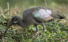 Hadada Ibis