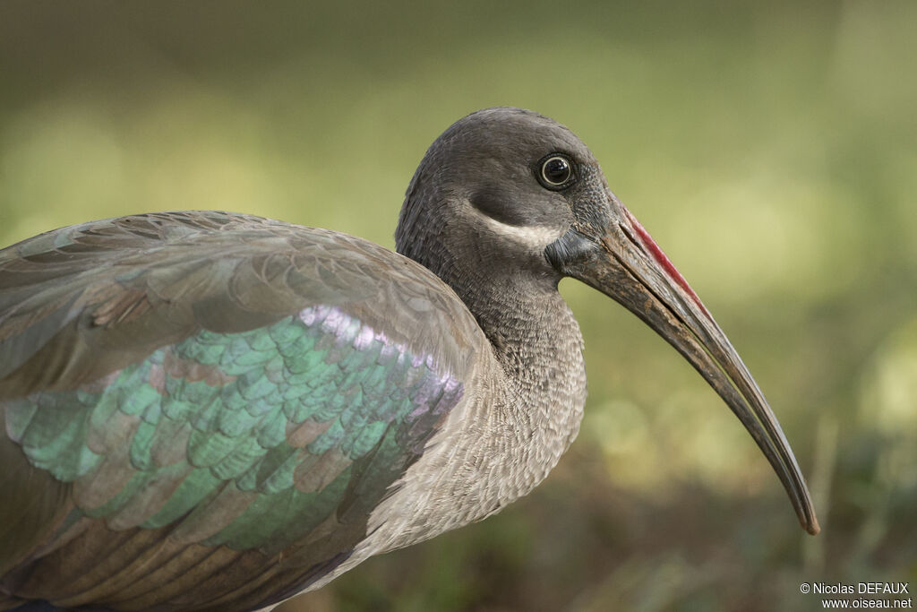 Hadada Ibisadult, close-up portrait, walking