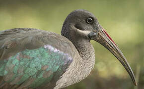 Hadada Ibis