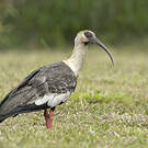Ibis mandore