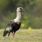Ibis mandore
