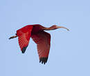 Ibis rouge