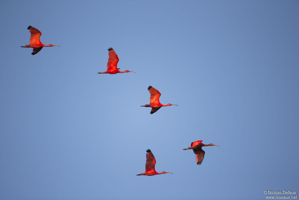 Scarlet Ibis, Flight