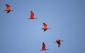 Scarlet Ibis