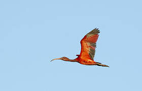 Scarlet Ibis