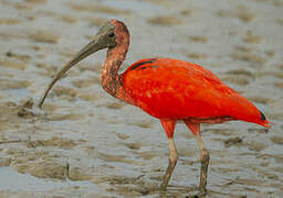 Ibis rouge