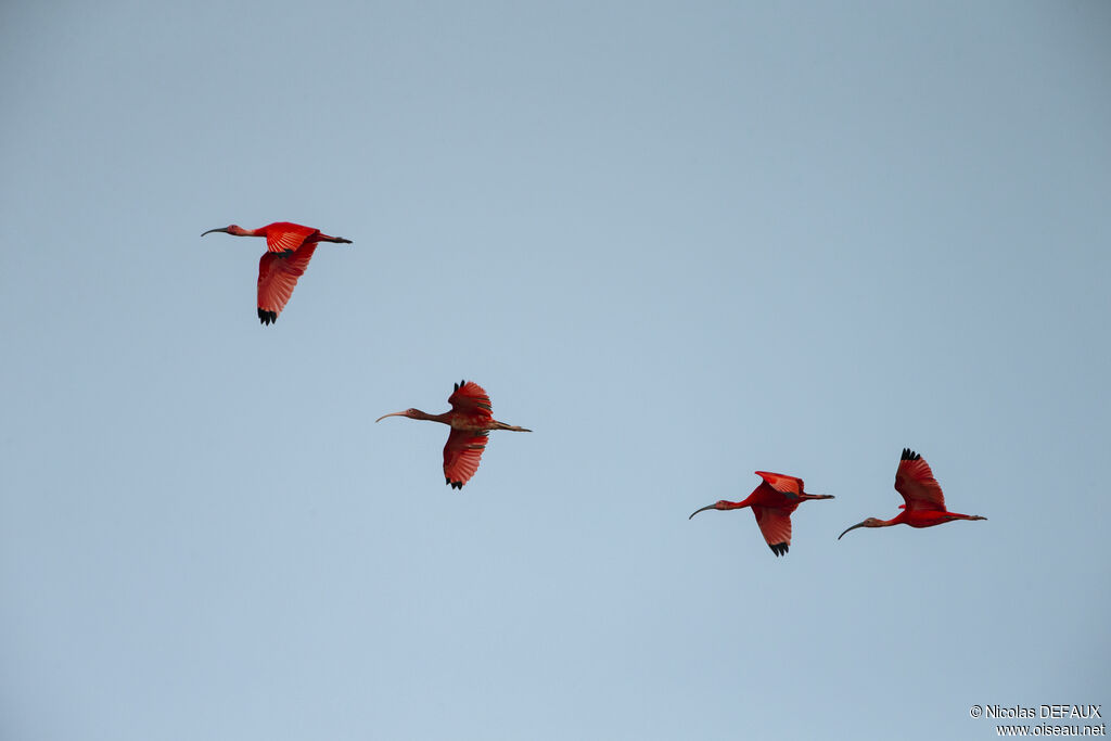 Scarlet Ibis, Flight